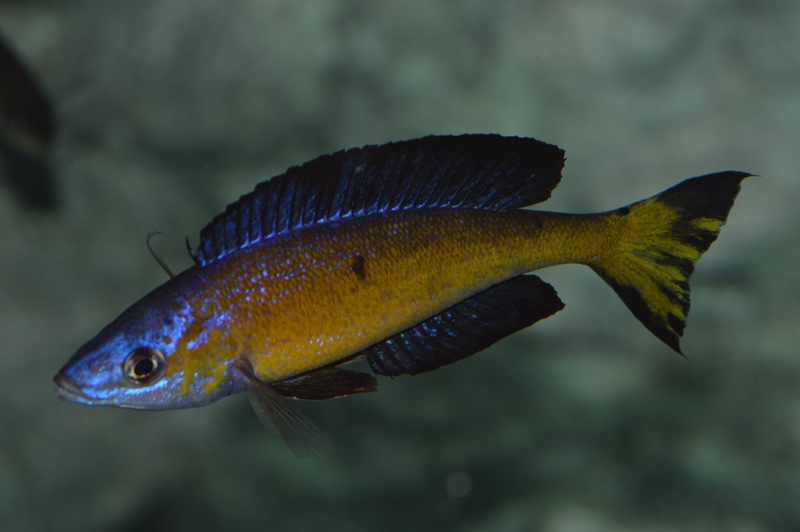 Cyprichromis microlepidotus 'Milima Island'